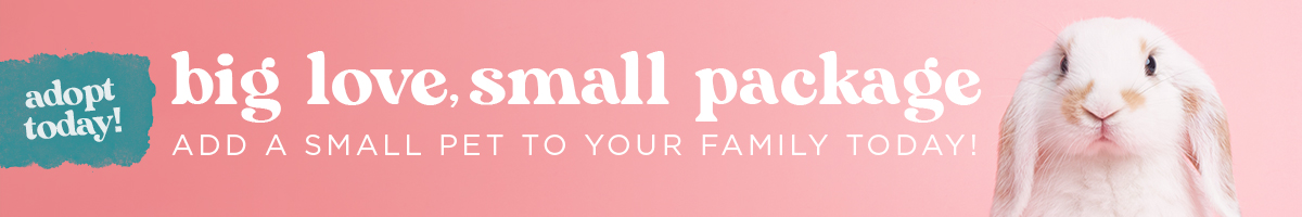Big Love, Small Package: Add a Small Pet to Your Family Today!