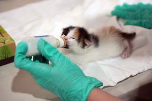 Kitten Nursery